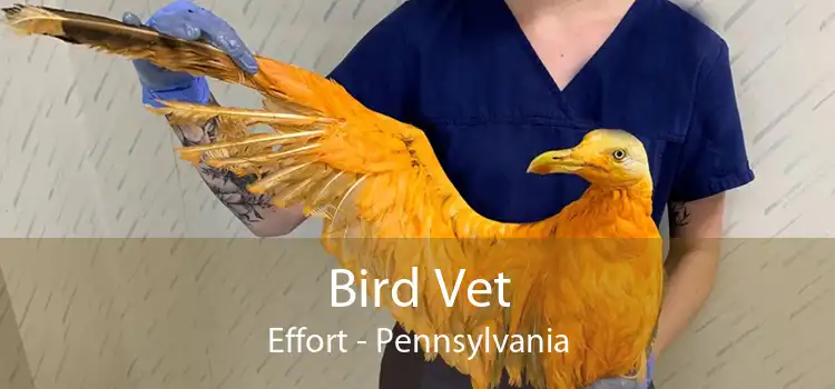 Bird Vet Effort - Pennsylvania
