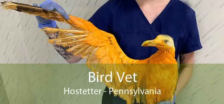 Bird Vet Hostetter - Pennsylvania