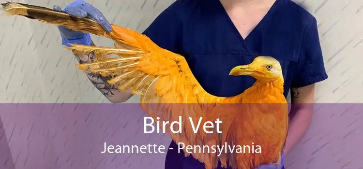 Bird Vet Jeannette - Pennsylvania