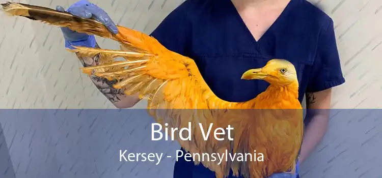 Bird Vet Kersey - Pennsylvania
