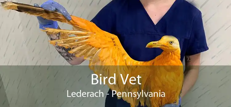 Bird Vet Lederach - Pennsylvania
