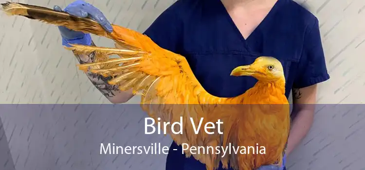 Bird Vet Minersville - Pennsylvania