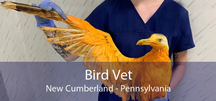 Bird Vet New Cumberland - Pennsylvania