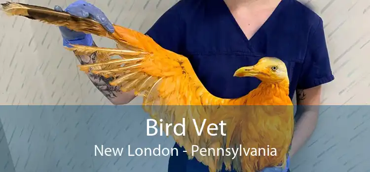 Bird Vet New London - Pennsylvania