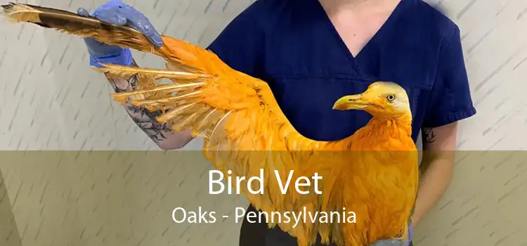 Bird Vet Oaks - Pennsylvania