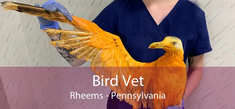 Bird Vet Rheems - Pennsylvania