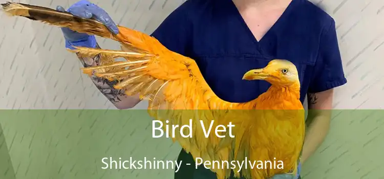 Bird Vet Shickshinny - Pennsylvania