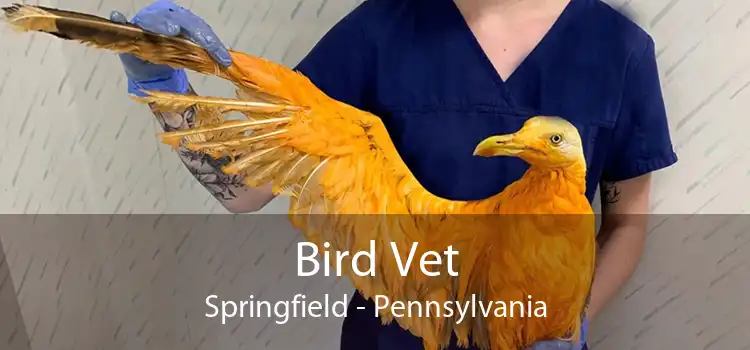 Bird Vet Springfield - Pennsylvania