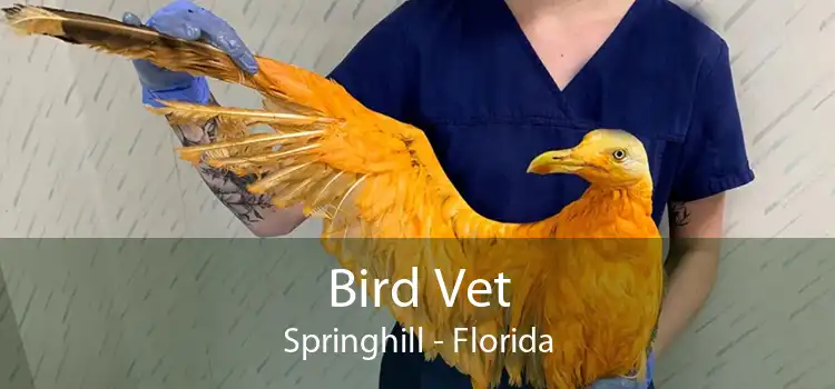 Bird Vet Springhill - Florida