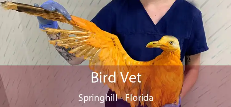 Bird Vet Springhill - Florida