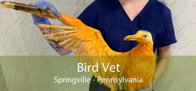 Bird Vet Springville - Pennsylvania