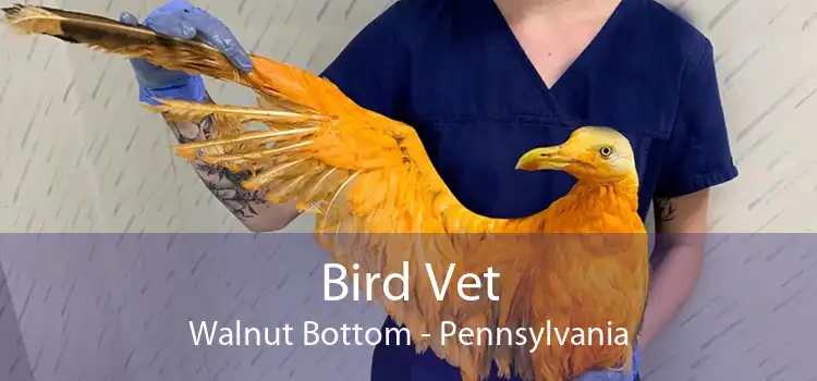 Bird Vet Walnut Bottom - Pennsylvania