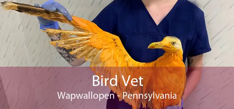 Bird Vet Wapwallopen - Pennsylvania