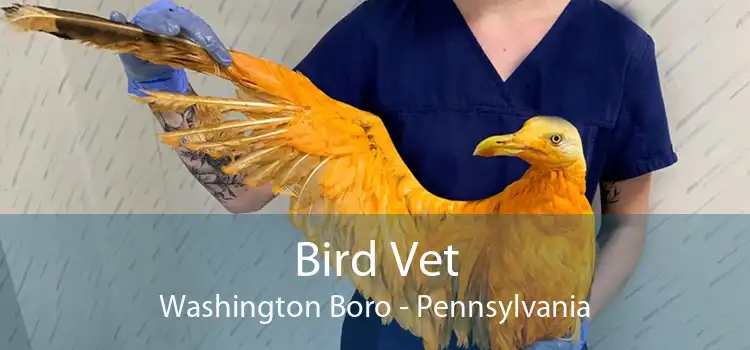 Bird Vet Washington Boro - Pennsylvania
