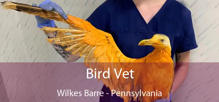 Bird Vet Wilkes Barre - Pennsylvania