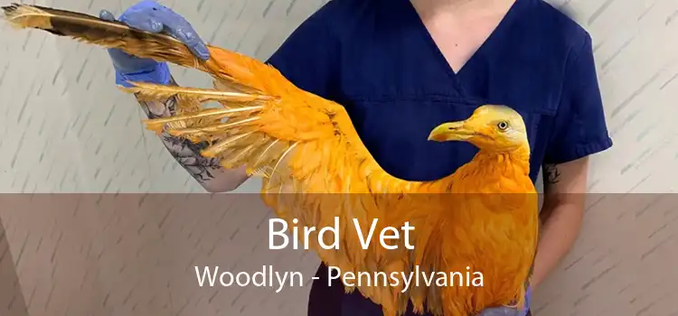 Bird Vet Woodlyn - Pennsylvania