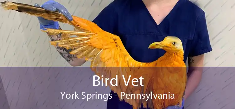 Bird Vet York Springs - Pennsylvania