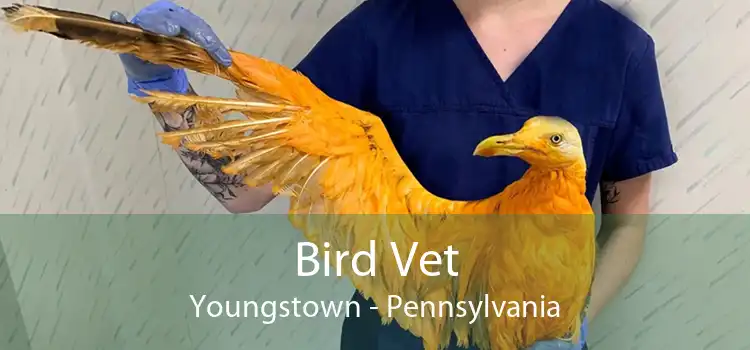 Bird Vet Youngstown - Pennsylvania