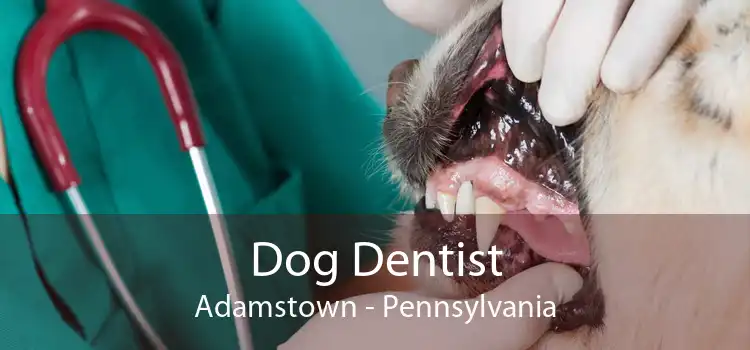 Dog Dentist Adamstown - Pennsylvania