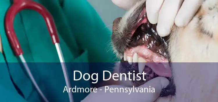 Dog Dentist Ardmore - Pennsylvania