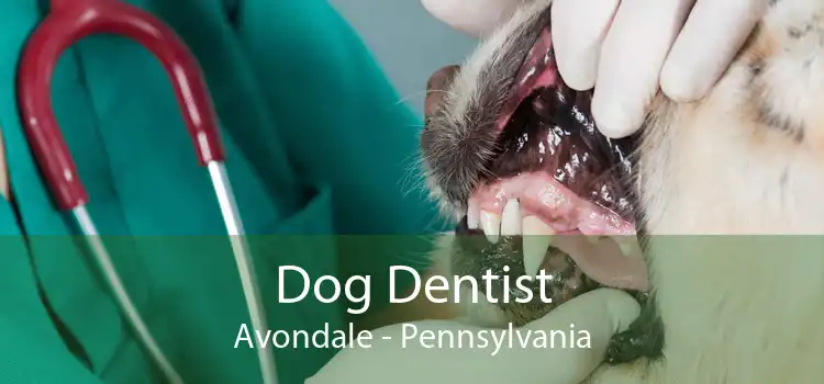 Dog Dentist Avondale - Pennsylvania