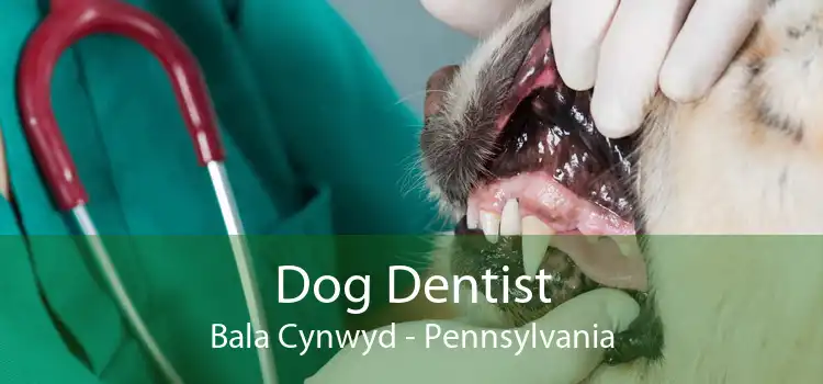 Dog Dentist Bala Cynwyd - Pennsylvania