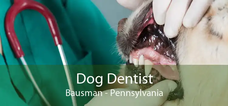 Dog Dentist Bausman - Pennsylvania