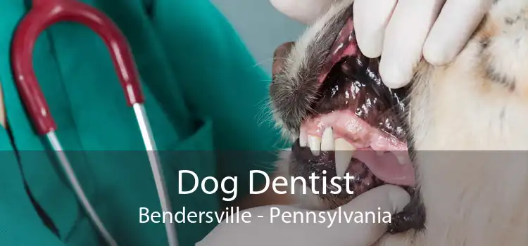 Dog Dentist Bendersville - Pennsylvania
