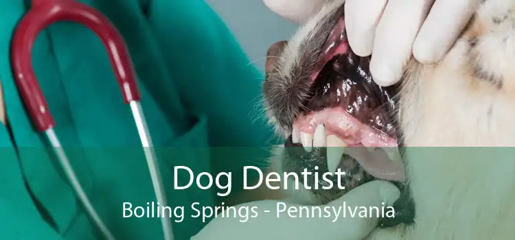 Dog Dentist Boiling Springs - Pennsylvania