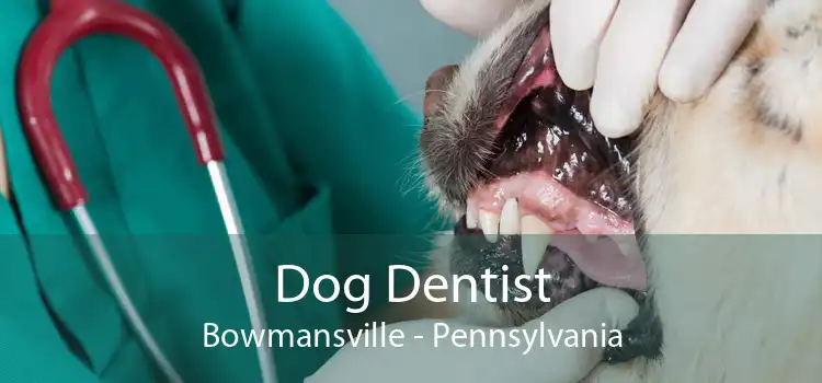 Dog Dentist Bowmansville - Pennsylvania
