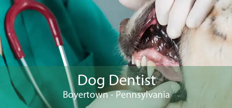 Dog Dentist Boyertown - Pennsylvania