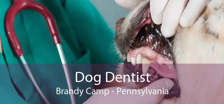 Dog Dentist Brandy Camp - Pennsylvania