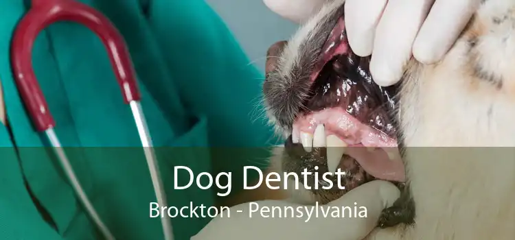 Dog Dentist Brockton - Pennsylvania