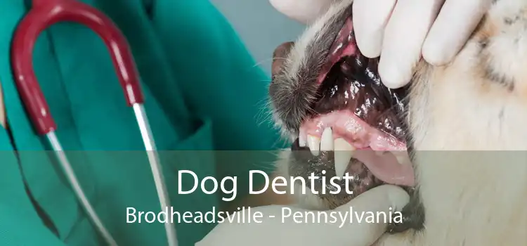Dog Dentist Brodheadsville - Pennsylvania