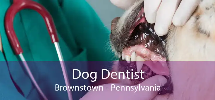 Dog Dentist Brownstown - Pennsylvania