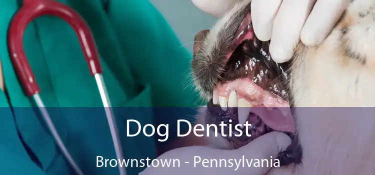 Dog Dentist Brownstown - Pennsylvania