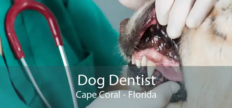 Dog Dentist Cape Coral - Florida