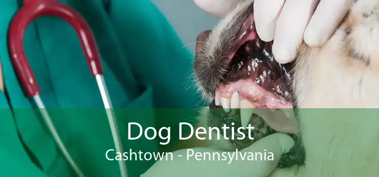 Dog Dentist Cashtown - Pennsylvania