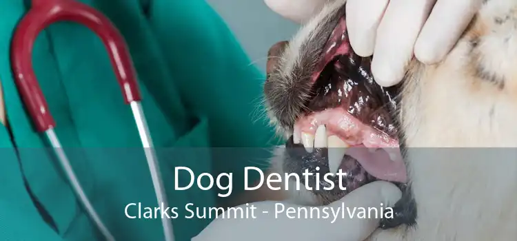 Dog Dentist Clarks Summit - Pennsylvania
