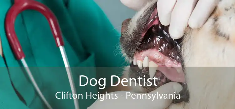 Dog Dentist Clifton Heights - Pennsylvania