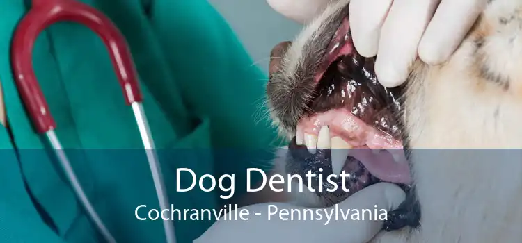 Dog Dentist Cochranville - Pennsylvania