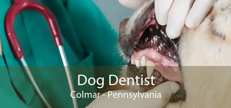Dog Dentist Colmar - Pennsylvania