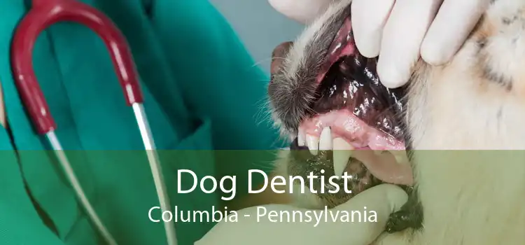 Dog Dentist Columbia - Pennsylvania