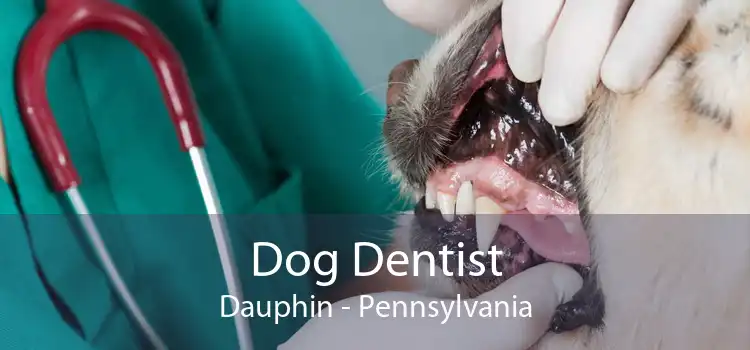 Dog Dentist Dauphin - Pennsylvania