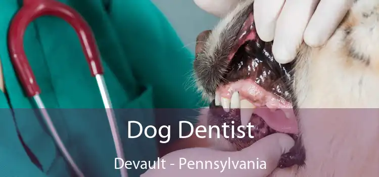 Dog Dentist Devault - Pennsylvania