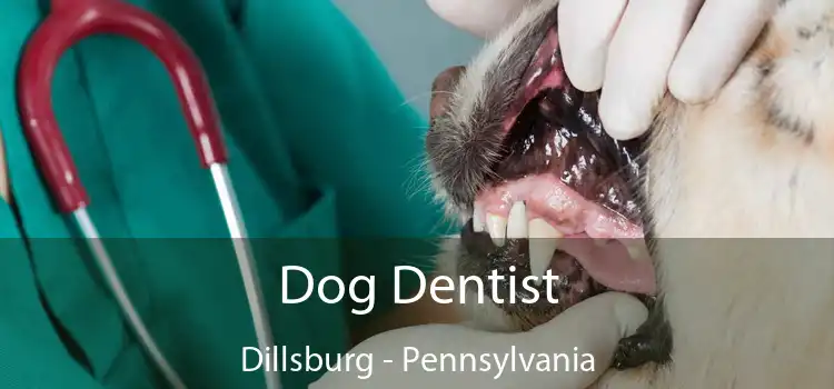 Dog Dentist Dillsburg - Pennsylvania