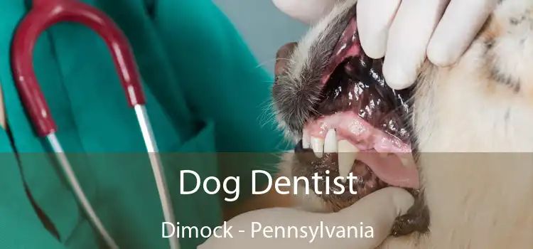 Dog Dentist Dimock - Pennsylvania