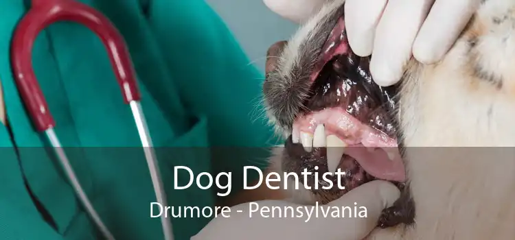 Dog Dentist Drumore - Pennsylvania