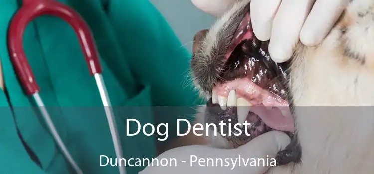 Dog Dentist Duncannon - Pennsylvania