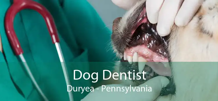 Dog Dentist Duryea - Pennsylvania